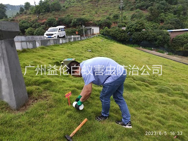 东涌水利工程红火蚁防治