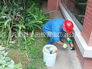 横沥施药灭鼠工程