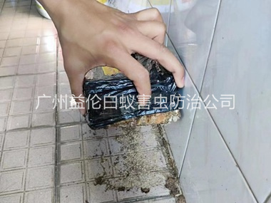 大岗诱杀白蚁危害工程