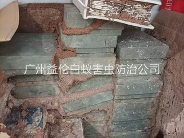 万顷沙防治白蚁危害工程